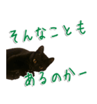 実写版 黒猫にゃん太郎（個別スタンプ：39）