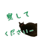 実写版 黒猫にゃん太郎（個別スタンプ：40）