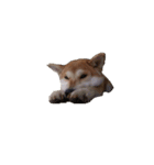 Momo Shiba Inu（個別スタンプ：4）