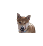 Momo Shiba Inu（個別スタンプ：7）