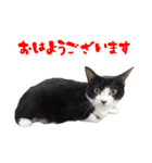 竹内家の猫（個別スタンプ：1）