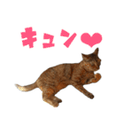 竹内家の猫（個別スタンプ：14）
