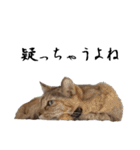 竹内家の猫（個別スタンプ：30）