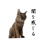 竹内家の猫（個別スタンプ：31）