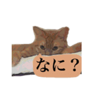 猫の会話（個別スタンプ：3）