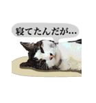 猫の会話（個別スタンプ：5）