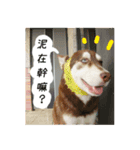 Husky life cute sticker.（個別スタンプ：1）