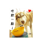 Husky life cute sticker.（個別スタンプ：4）