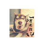 Husky life cute sticker.（個別スタンプ：5）