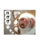 Husky life cute sticker.（個別スタンプ：8）