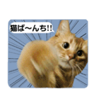 ねこスタンプ ソマリさん。（個別スタンプ：1）