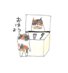 SOHAPPYCAT2（個別スタンプ：3）