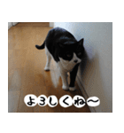 日本猫 銀ちゃんピーちゃん写真バージョン1（個別スタンプ：12）