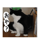 日本猫 銀ちゃんピーちゃん写真バージョン1（個別スタンプ：32）