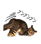 キジトラ猫テンコはん（写真）（個別スタンプ：28）