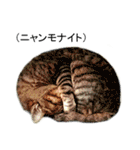 キジトラ猫テンコはん（写真）（個別スタンプ：31）