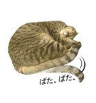 キジトラ猫テンコはん（写真）（個別スタンプ：38）