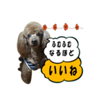 mashimadog Sticker（個別スタンプ：2）