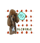 mashimadog Sticker（個別スタンプ：4）