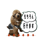 mashimadog Sticker（個別スタンプ：5）