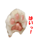 猫に夢中！（個別スタンプ：13）