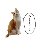 猫に夢中！（個別スタンプ：14）