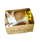 猫に夢中！（個別スタンプ：19）