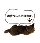 猫に夢中！（個別スタンプ：22）