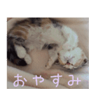 三毛猫ももちゃん（個別スタンプ：3）