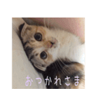 三毛猫ももちゃん（個別スタンプ：13）