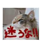 猫が代わりにお伝え その4（個別スタンプ：3）