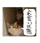 猫が代わりにお伝え その4（個別スタンプ：12）