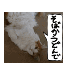 猫が代わりにお伝え その4（個別スタンプ：16）