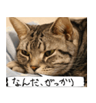 猫が代わりにお伝え その4（個別スタンプ：25）