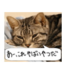 猫が代わりにお伝え その4（個別スタンプ：26）