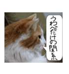 猫が代わりにお伝え その4（個別スタンプ：29）