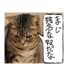 猫が代わりにお伝え その4（個別スタンプ：31）