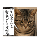 猫が代わりにお伝え その4（個別スタンプ：32）