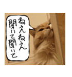 猫が代わりにお伝え その4（個別スタンプ：36）