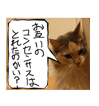 猫が代わりにお伝え その4（個別スタンプ：37）