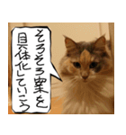 猫が代わりにお伝え その4（個別スタンプ：38）