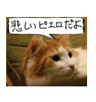 猫が代わりにお伝え その4（個別スタンプ：40）