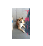 柴犬 リンク（個別スタンプ：3）