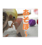 オカメインコのぷぅ（個別スタンプ：1）