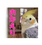 オカメインコのぷぅ（個別スタンプ：4）