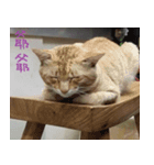 Leisure is a lot of cats（個別スタンプ：1）