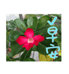 plant x 1995（個別スタンプ：2）