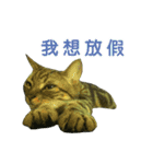 Real CAT.Chinese1（個別スタンプ：2）