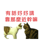 Real CAT.Chinese1（個別スタンプ：4）