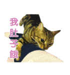 Real CAT.Chinese1（個別スタンプ：5）